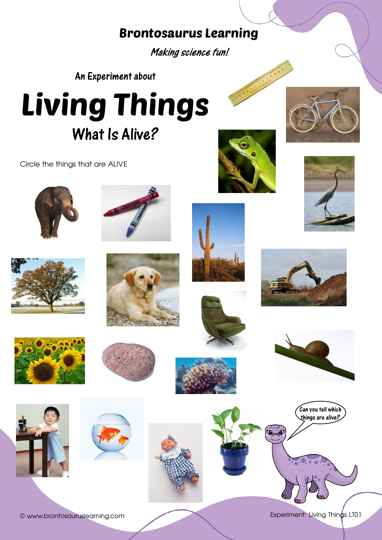 Living Things Experiment LT02: What is alive outside? 2 Student resource page preview for Living Things Experiment: What is Alive Outside?