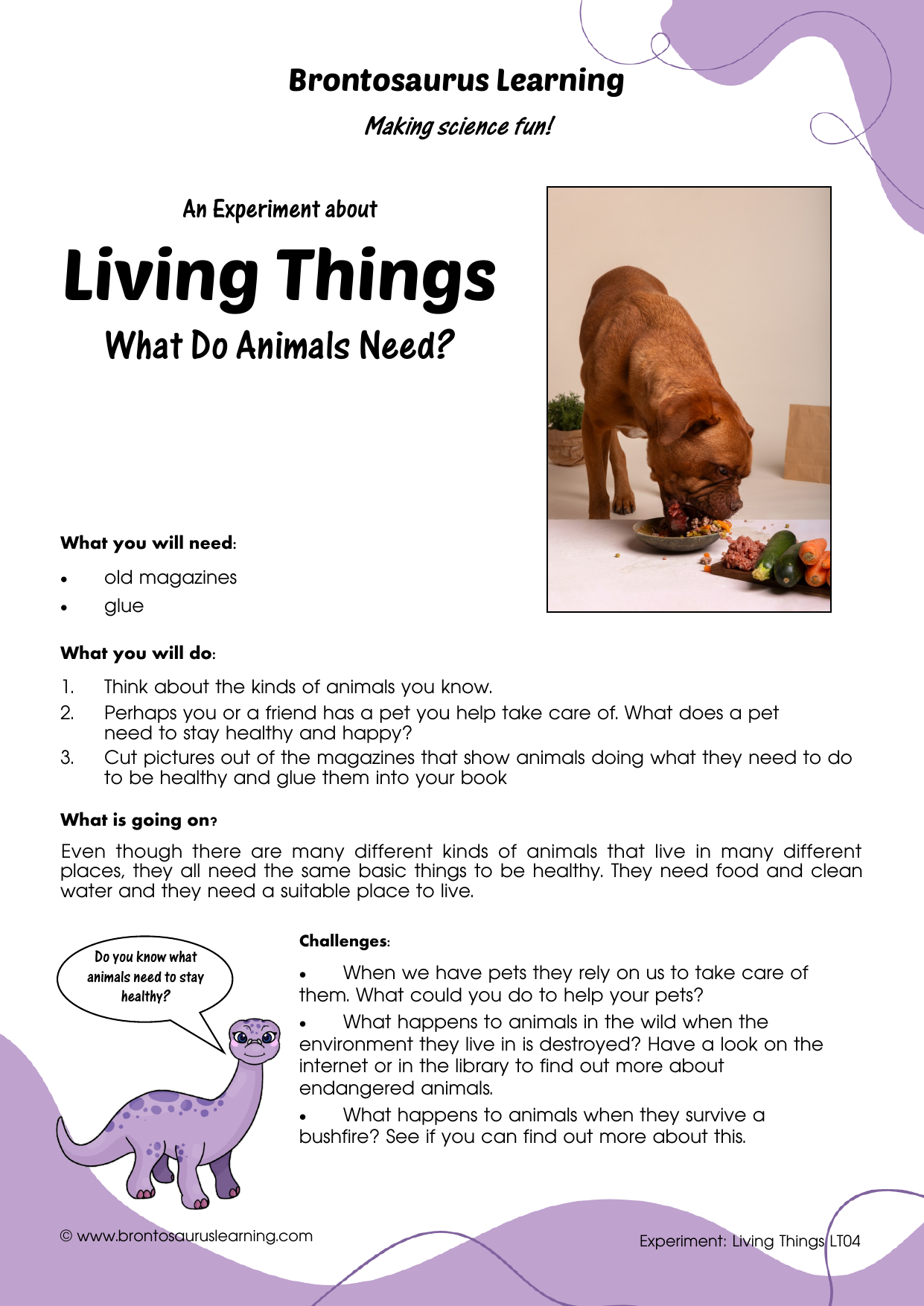 Living Things Experiment LT05: Collecting Animals 2 Student resource page preview for Living Things Experiment: Collecting Animals