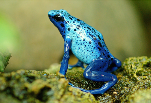 Photo of a blue frog for an animal themed handwriting lesson - classroom resource preview