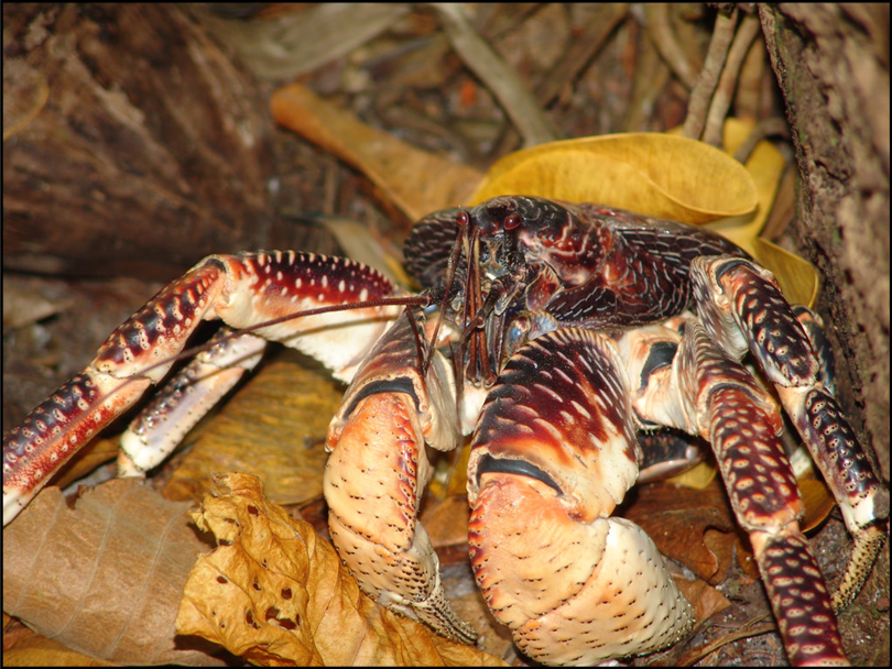 Photo of a coconut crab for an animal themed handwriting lesson - classroom resource preview
