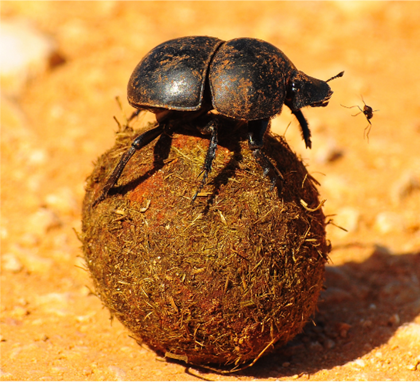 Photo of a dung beetle for an animal themed handwriting lesson - classroom resource preview