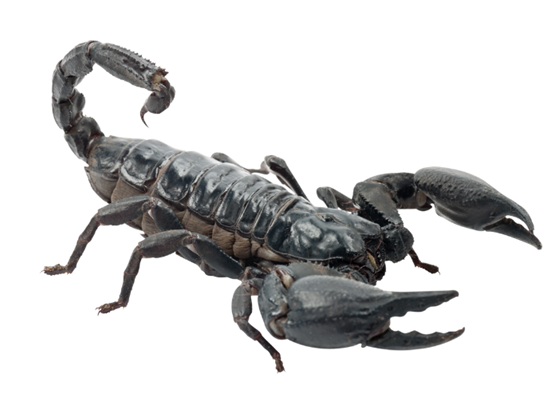 Photo of a scorpion for an animal themed handwriting lesson - classroom resource preview