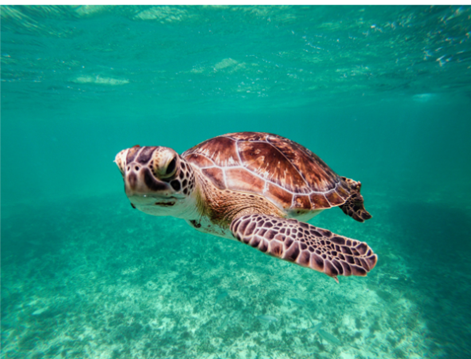 Photo of a turtle for an animal themed handwriting lesson - classroom resource preview