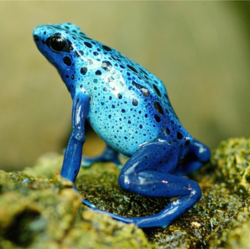 Photo of a blue frog for an animal themed handwriting lesson - classroom resource preview