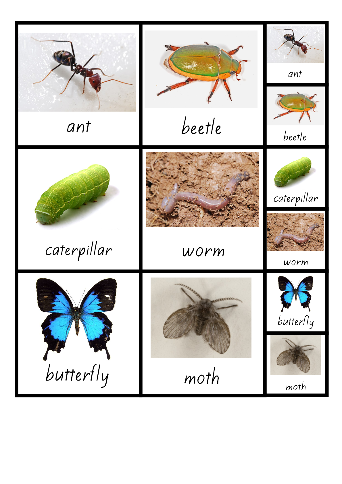 Student resource page preview for Insects Visual Aid Cards
