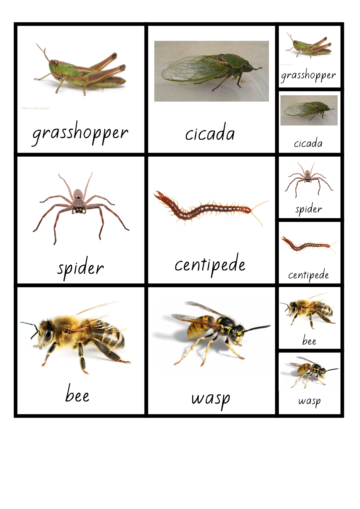Additional resource page preview for Insects Visual Aid Cards